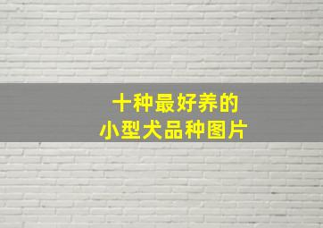 十种最好养的小型犬品种图片