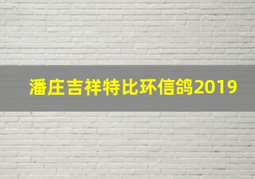 潘庄吉祥特比环信鸽2019