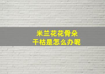 米兰花花骨朵干枯是怎么办呢