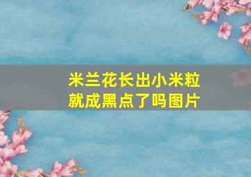 米兰花长出小米粒就成黑点了吗图片